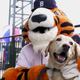 Illustration for article titled These Poor Dogs Had To Watch 11 Innings Of Tigers-Marlins Baseball On A Chilly Tuesday Night
